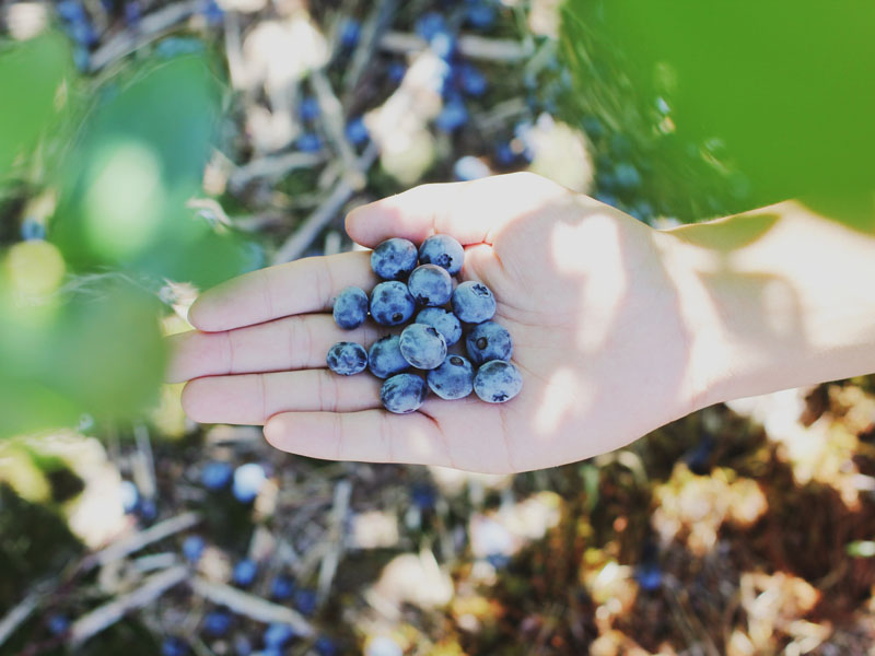 Berry Picking