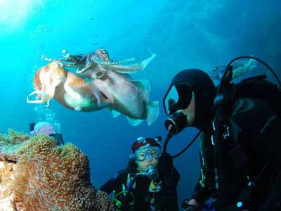 Scuba diving