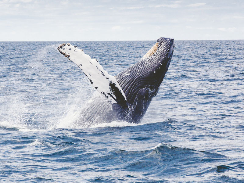Whale Watching